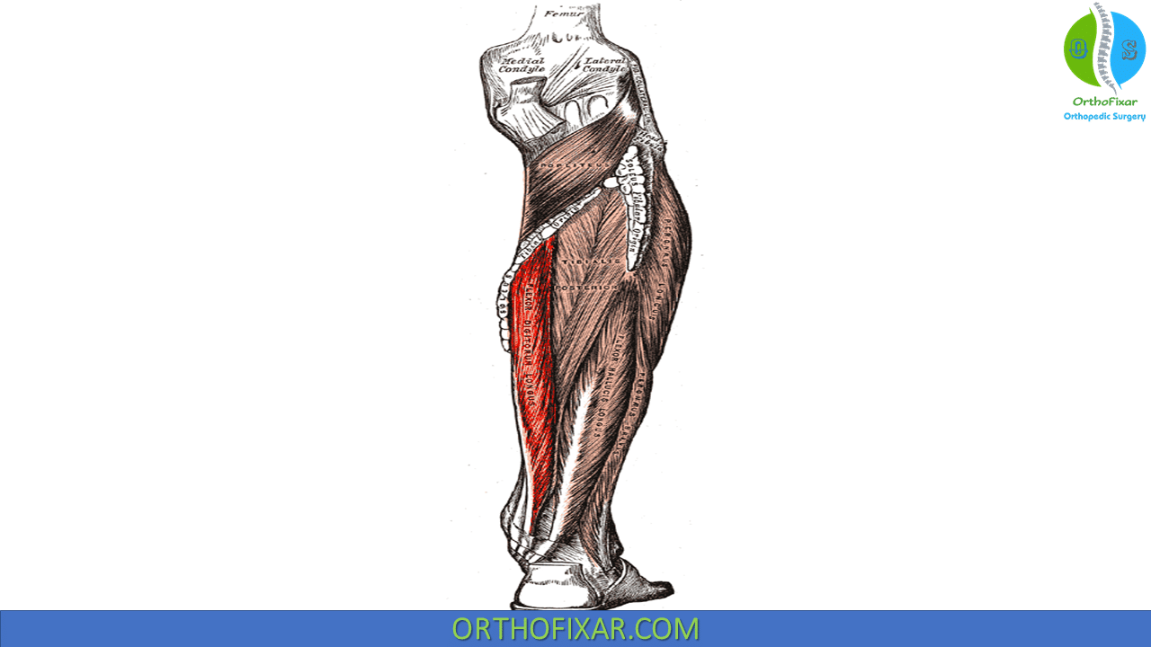 Flexor Digitorum Longus Orthofixar