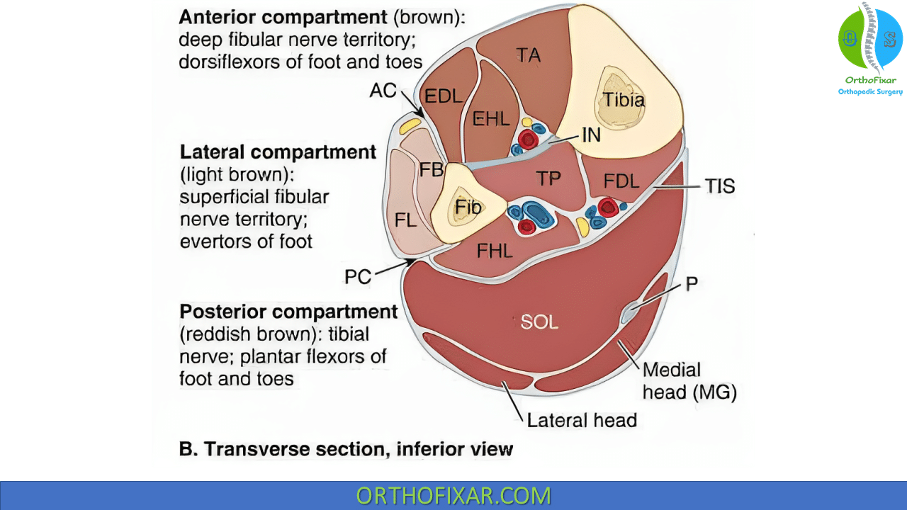 Flexor Hallucis Longus Muscle OrthoFixar 2024