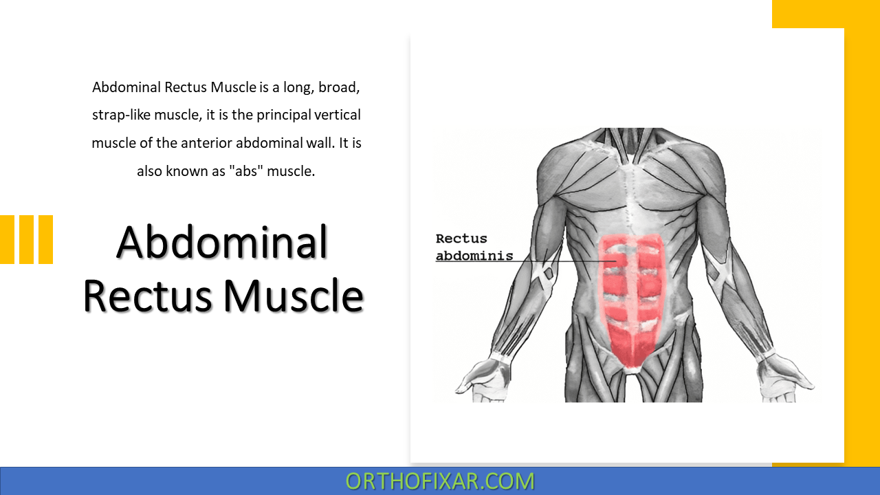  Abdominal Rectus Muscle 