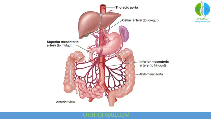 Abdominal aorta and its branches