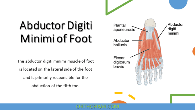  Understanding Anatomy of Abductor Digiti Minimi of Foot 