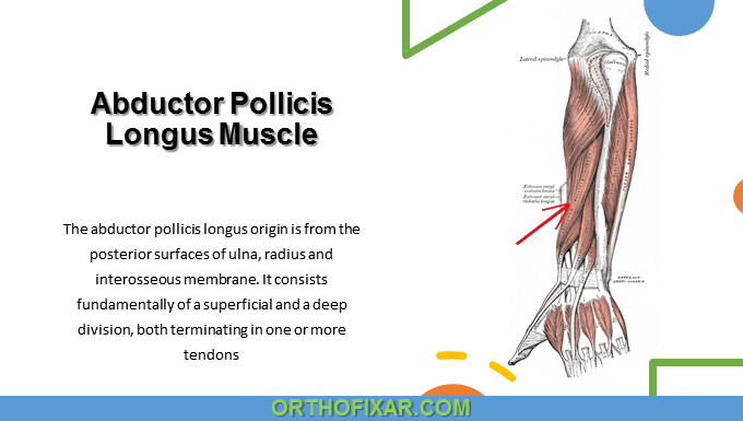 Abductor Pollicis Longus Muscle Anatomy | OrthoFixar 2025