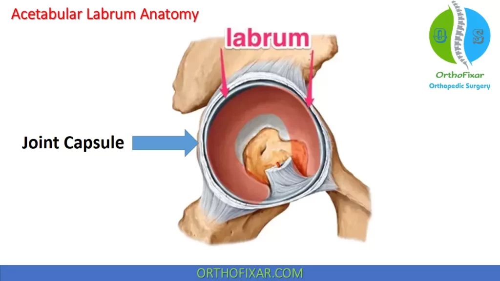 Acetabular Labrum Anatomy