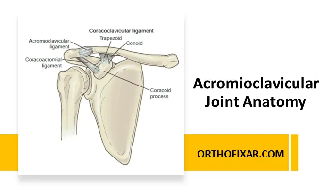 Acromioclavicular Joint Anatomy