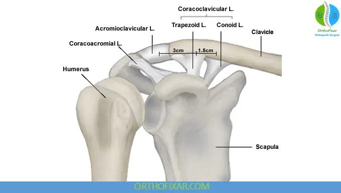 Acromioclavicular Joint Anatomy: Structure, Function & Clinical Relevance 3 Acromioclavicular Ligaments