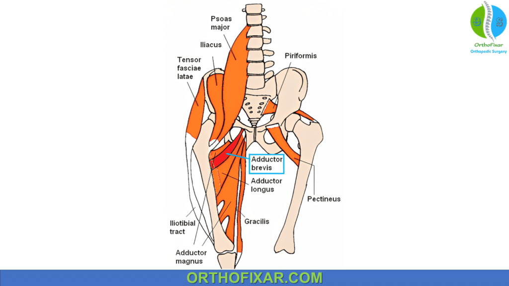 Adductor Brevis Muscle Anatomy Overview | OrthoFixar 2024