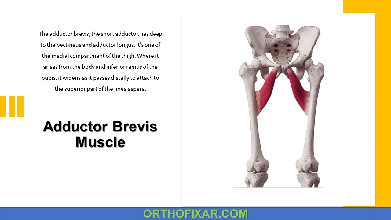 Adductor Brevis Muscle Anatomy Overview