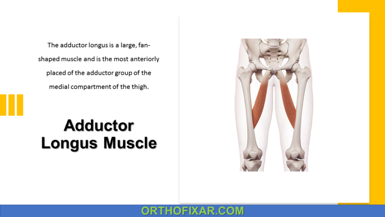 Adductor Longus Muscle
