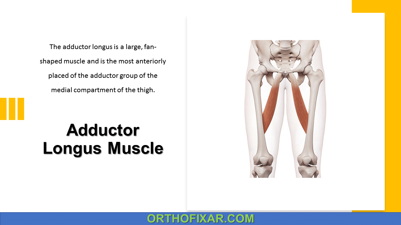  Adductor Longus Muscle Anatomy 