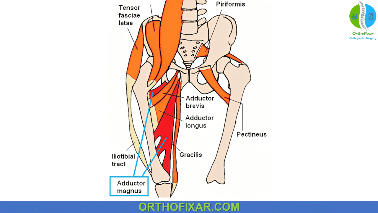 Adductor Magnus Muscle Anatomy Overview | OrthoFixar 2024