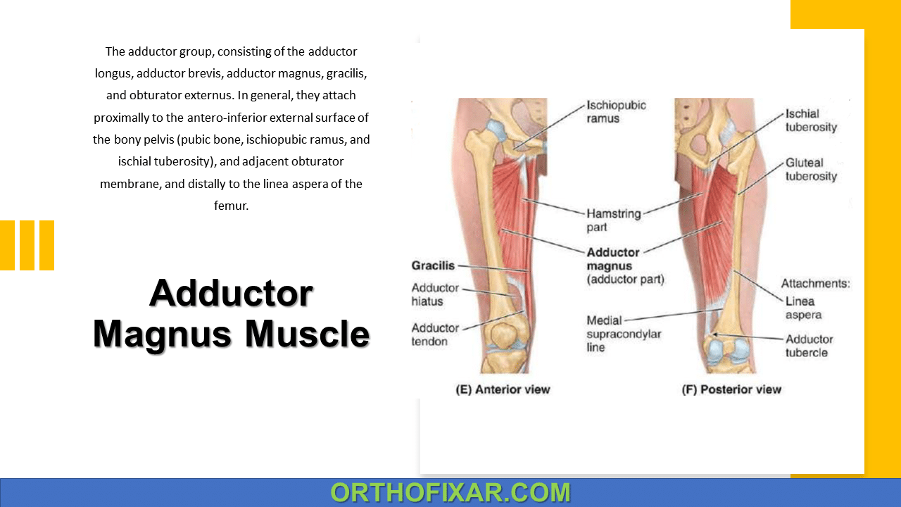 Adductor Magnus Muscle Anatomy Overview