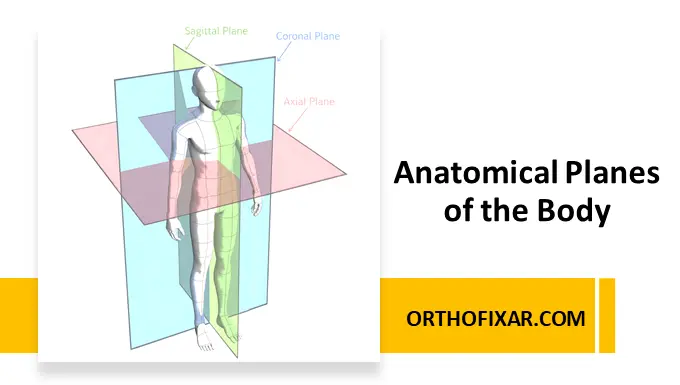 Anatomical Planes of the Body
