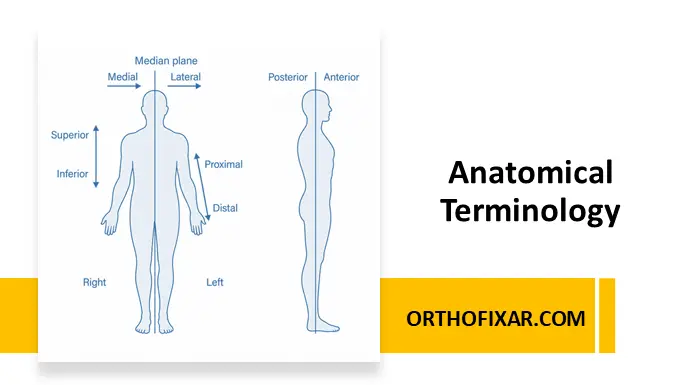 Anatomical Terminology