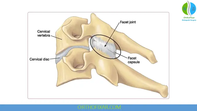 Anatomy of the Facet Joints