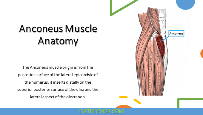 Anconeus Muscle Anatomy | OrthoFixar 2025