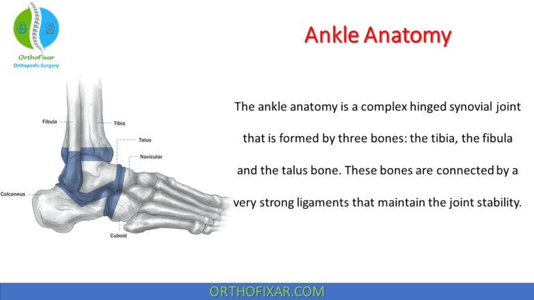 Ankle Anatomy