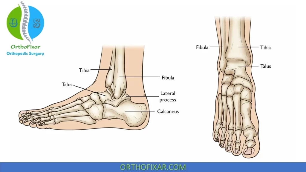 Ankle Anatomy bones