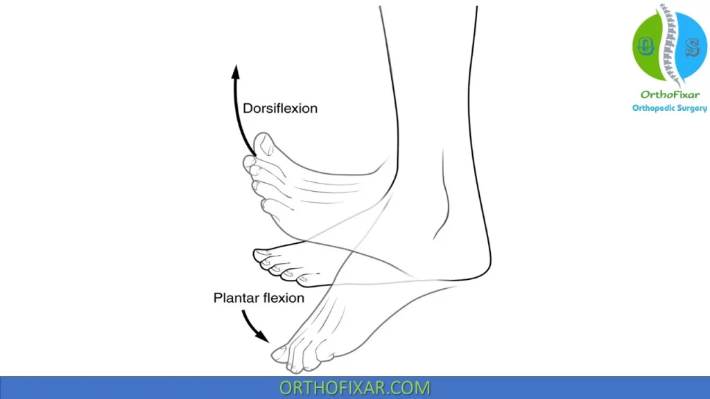 Ankle Dorsi flexion & plantar flexion