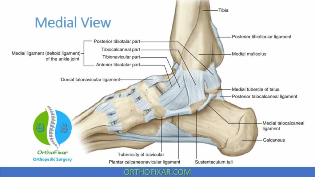 Ankle Medial Ligament Anatomy