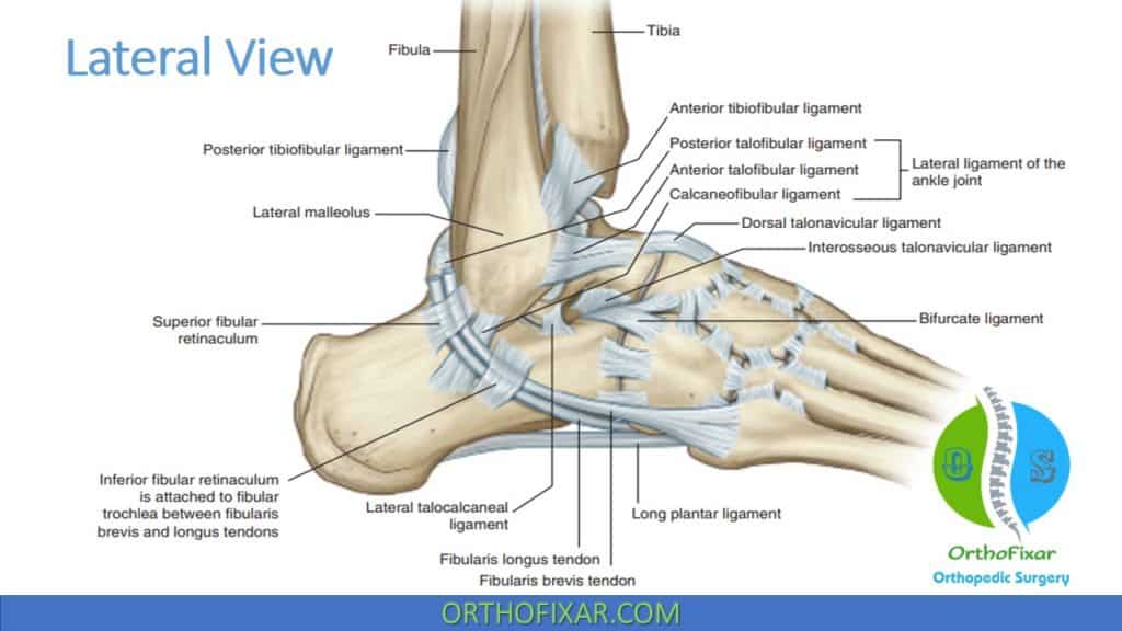 Ankle Lateral Ligament Anatomy