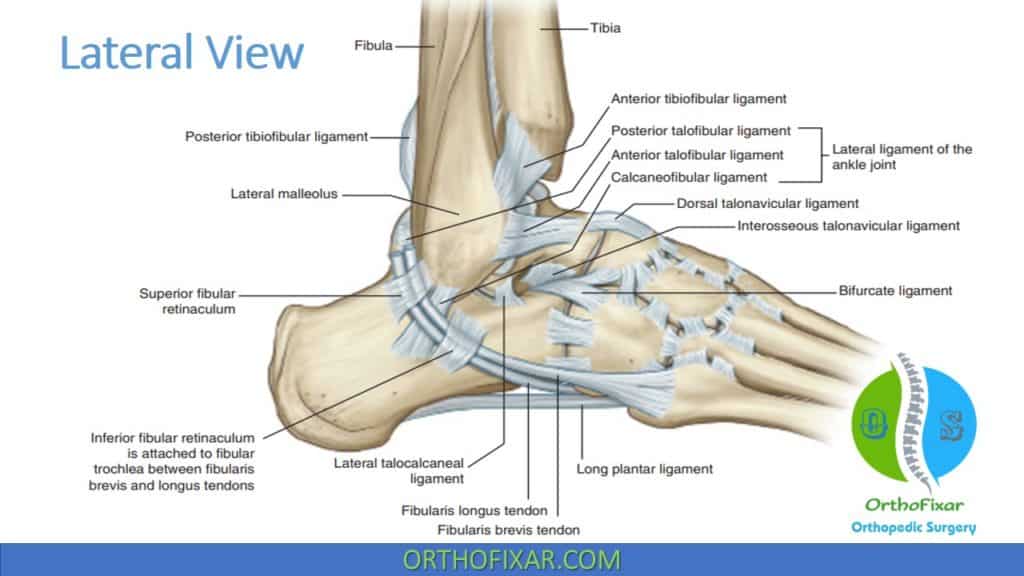 Lateral Foot Anatomy Soft Tissue Lateral Foot Anatomy Soft Tissue