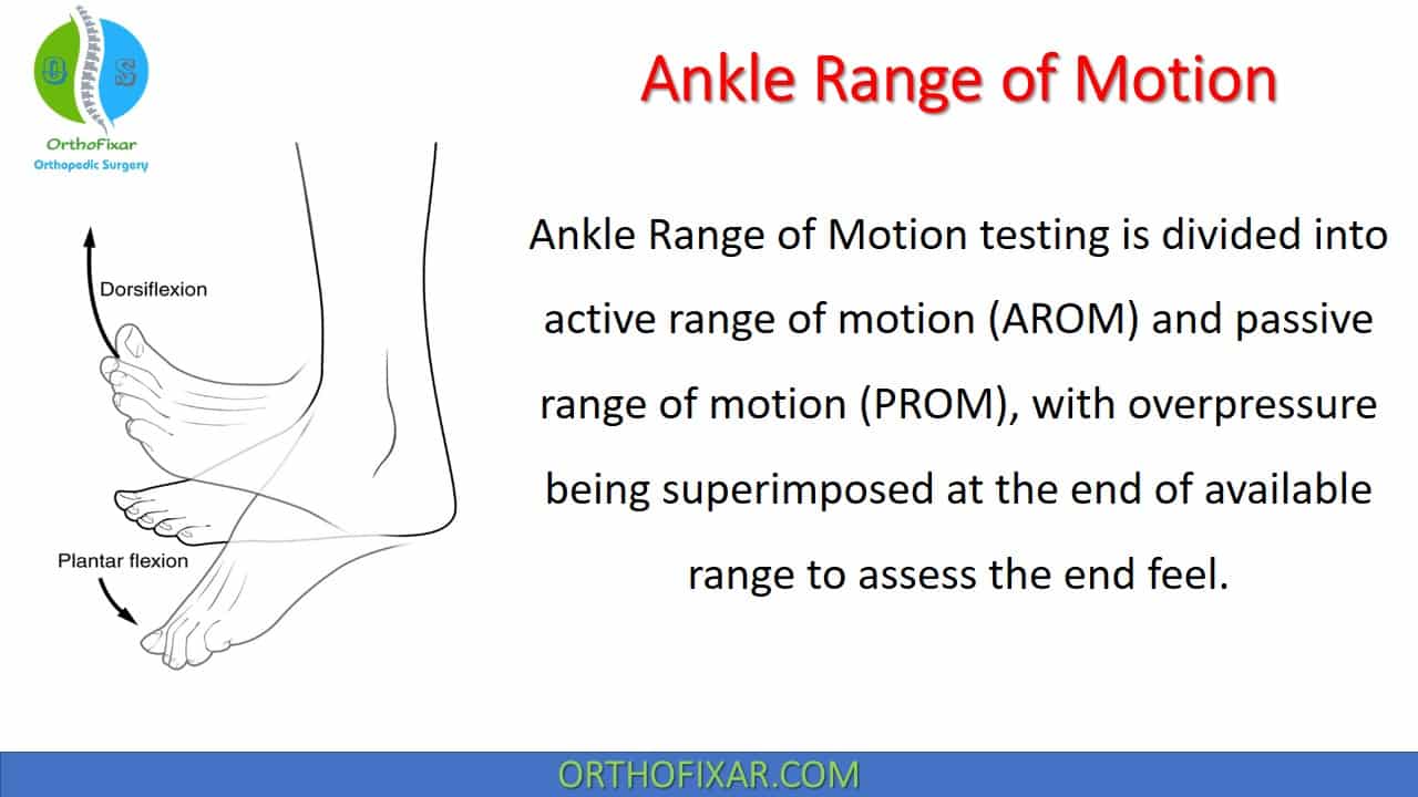 Dorsiflextion & plantar flexion : special movement. Dorsiflexion