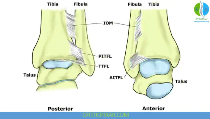 Ankle Syndesmosis