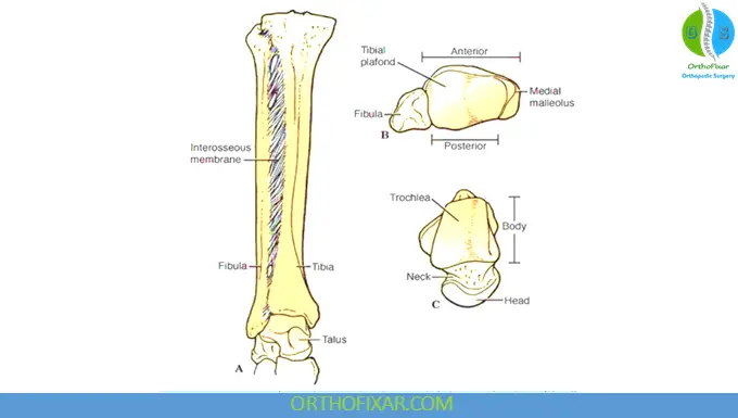 Ankle anatomy