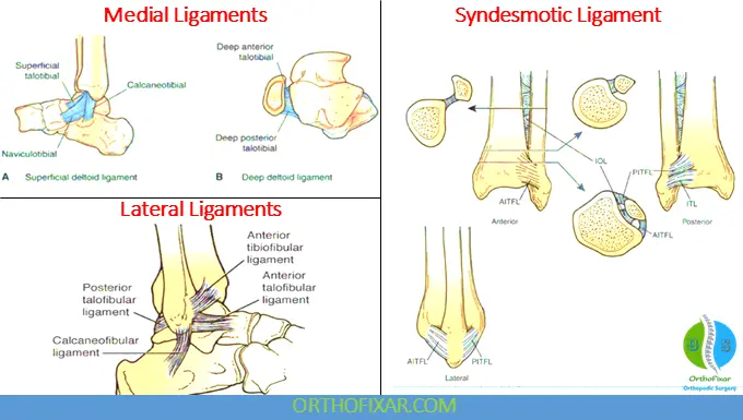 Ankle ligaments anatomy