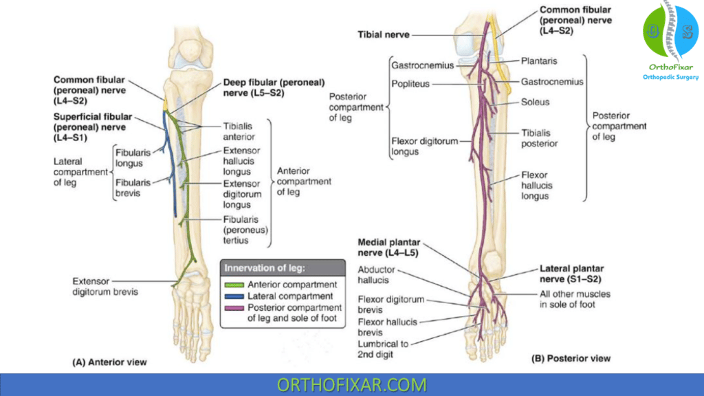 Anterior Compartment of Leg Nerves