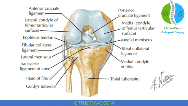 Knee Ligaments Anatomy | OrthoFixar 2024