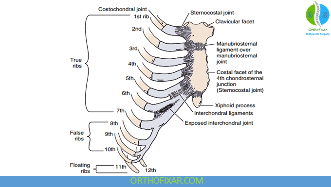 Anterior view of the part of the thoracic wall