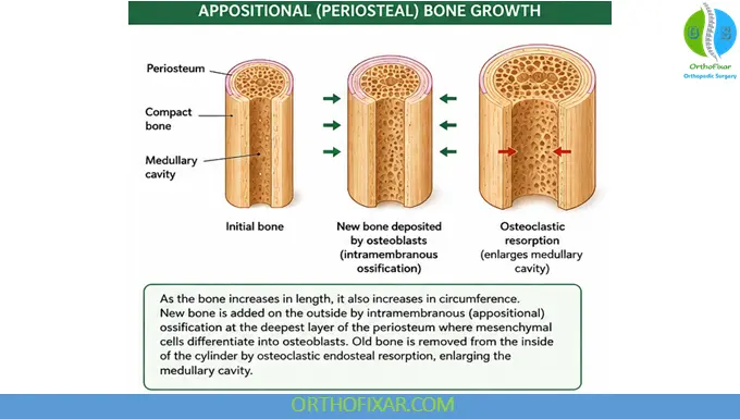 Intramembranous Ossification: Process, Stages & Functions 7 Appositional Growth and Periosteal Bone Formation