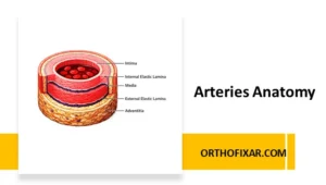 Arteries Anatomy