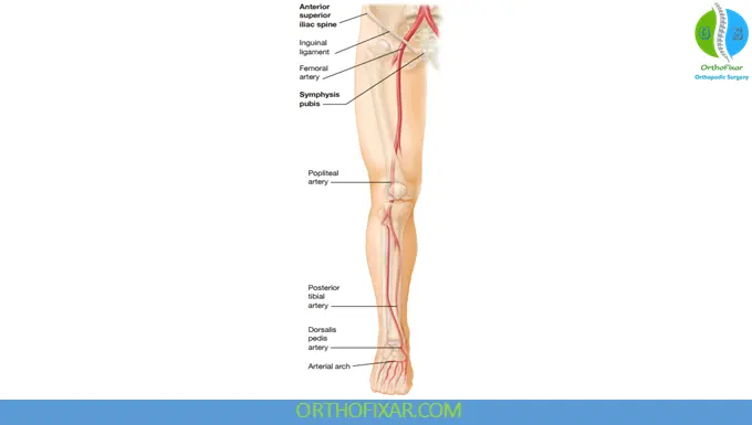 Arteries of the leg