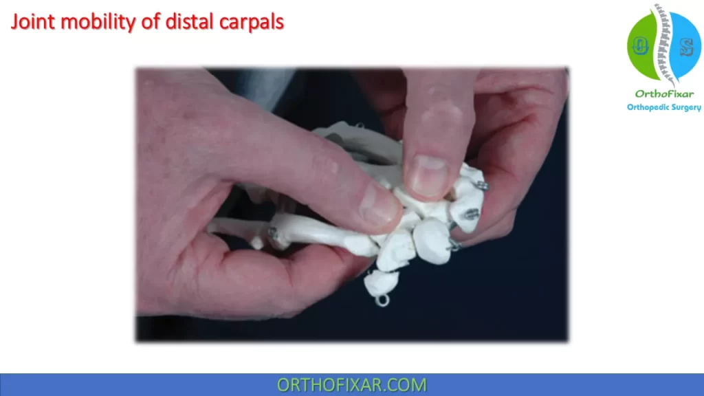 Assessment of joint mobility of distal carpals