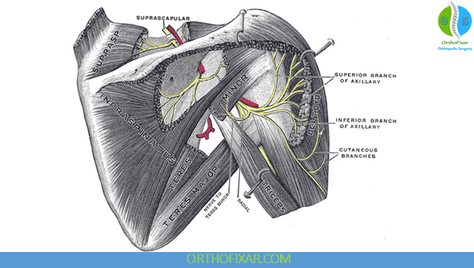 Axillary Nerve