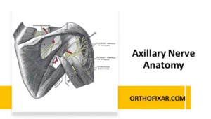 Axillary Nerve Anatomy