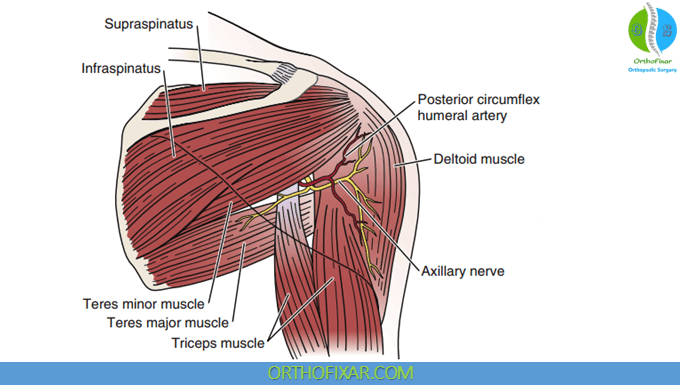 Axillary Nerve Injury 1 Axillary Nerve