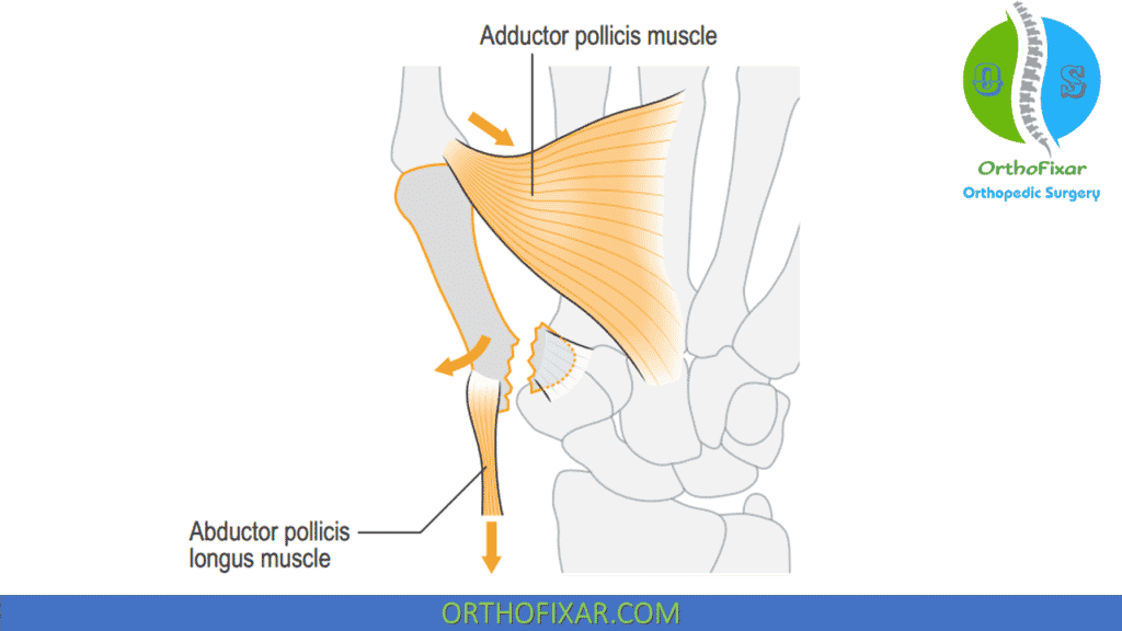 Bennett Fracture Deforming Forces