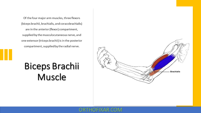 Biceps Brachii Muscle