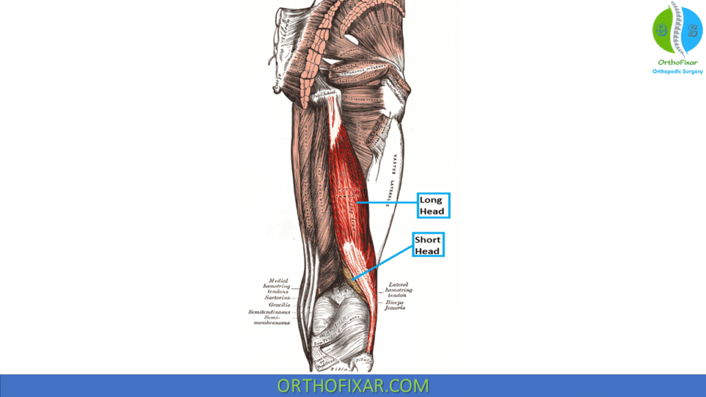 bicep femoris muscle