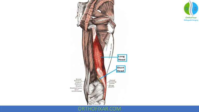 Biceps Femoris Muscle 