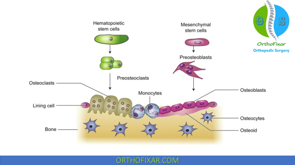 Bone Cells differentiation