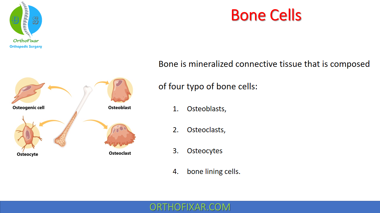 Bone Cells: Osteoblasts, Osteoclasts & Osteocytes
