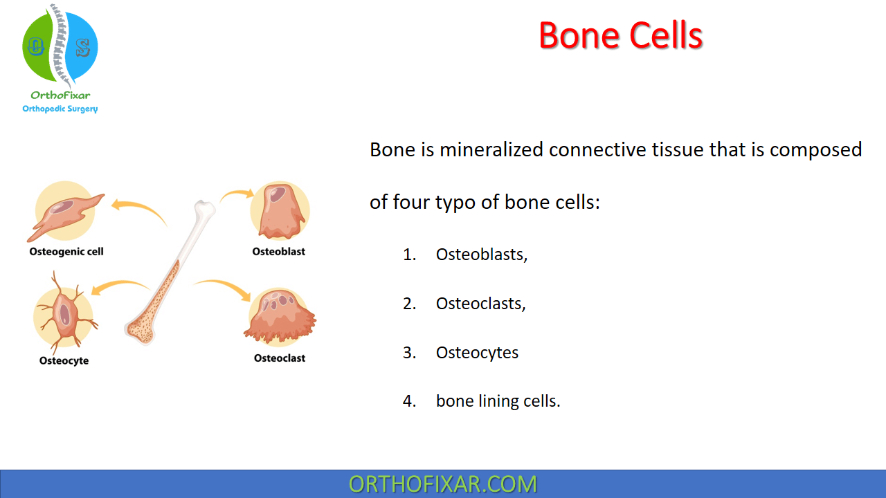  Bone Cells: Osteoblasts, Osteoclasts & Osteocytes 