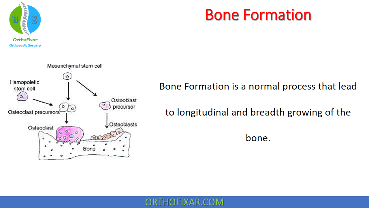Bone Formation & Development