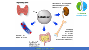 Bone Metabolism Explained: Key Hormones And Calcium Homeostasis