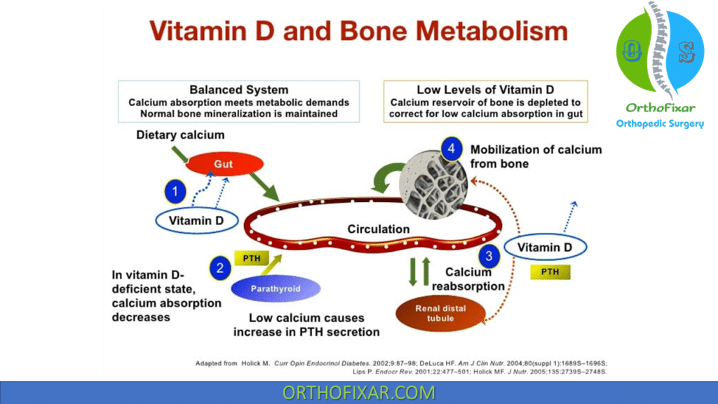Bone Metabolism and vitamin D