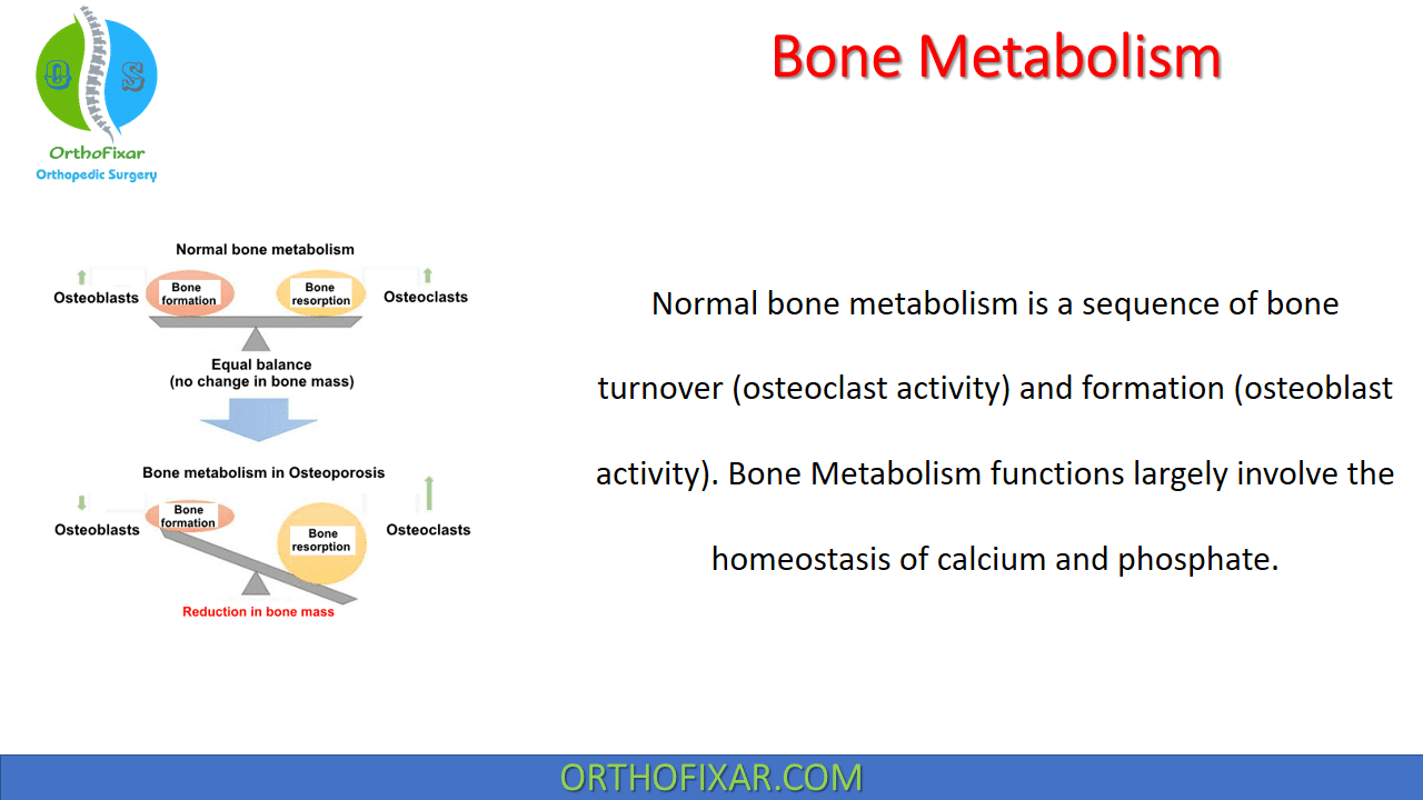  Bone Metabolism 